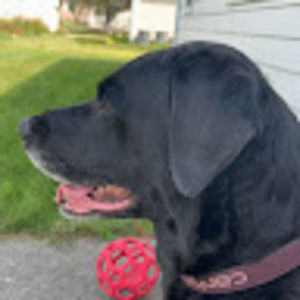 Meet your Posher, Seamus